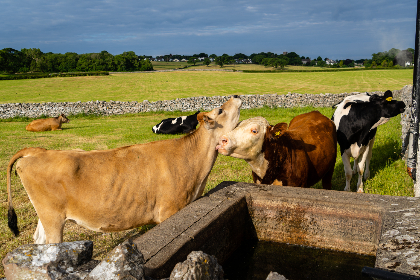Inhibitory effect of slightly acidic electrolytic water on the pathogenic bacteria of cow mastitis in vitro under mixed conditions of glycerin