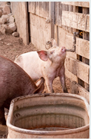 Application of curtain type ultrafiltration sodium hypochlorite generator in pig farm drinking water